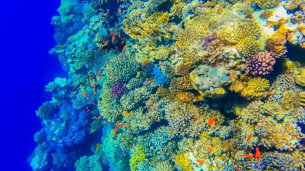 Scuba Diving, Egypt