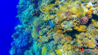 Scuba Diving, Egypt