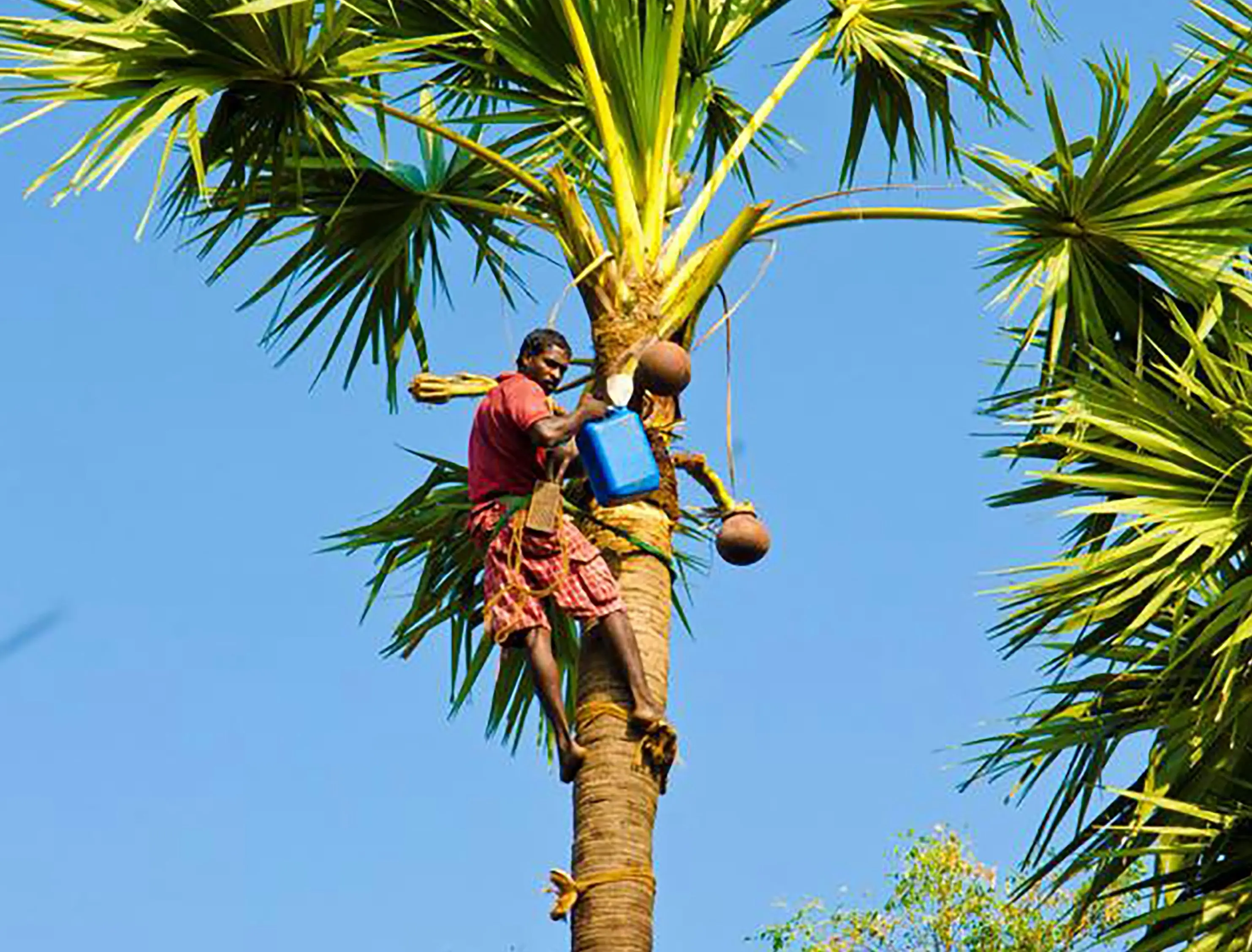 Toddy-Tasting experience at Thinnai Farms