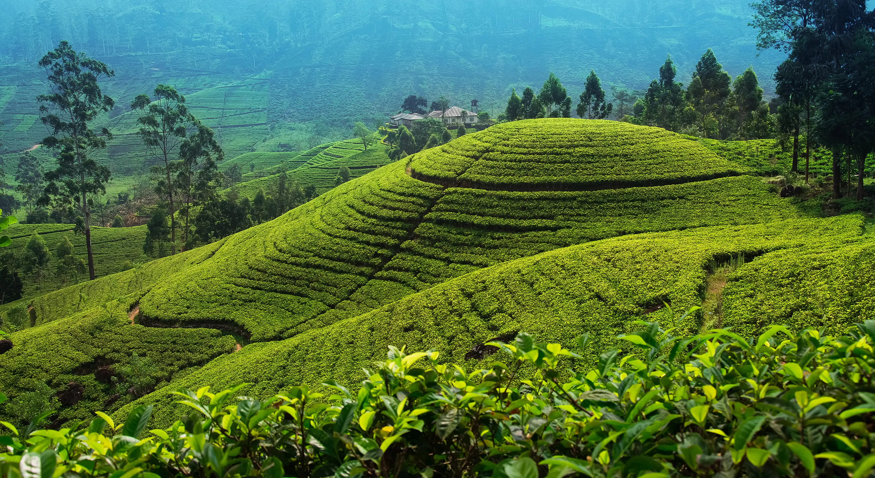 Sri Lanka Deals | Wildlife & Cultural Journeys | Travel Talk Tours