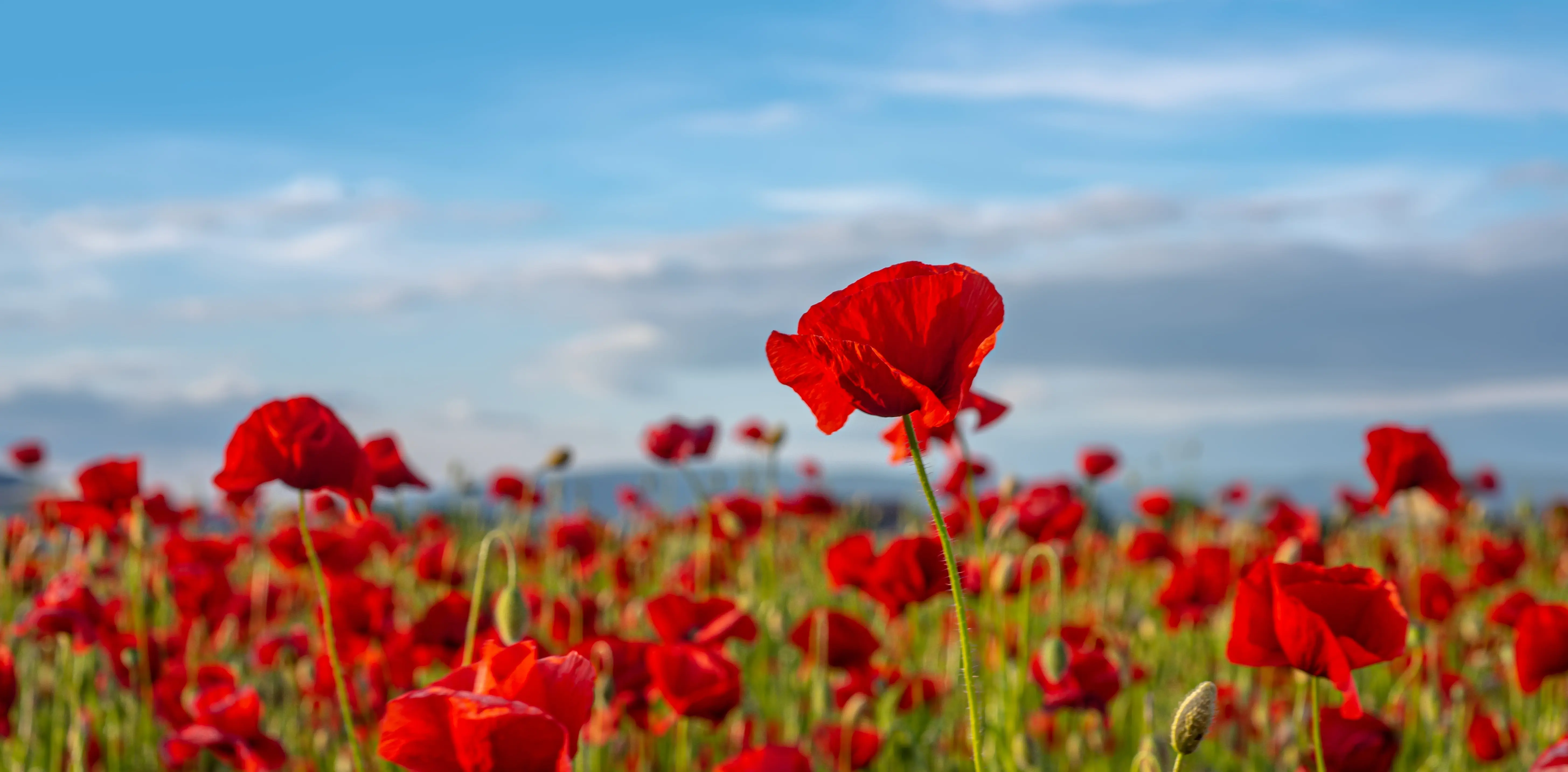 Anzac Day Deals | Gallipoli & Turkey Packages | Travel Talk Tours