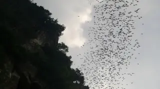 Bat Watching