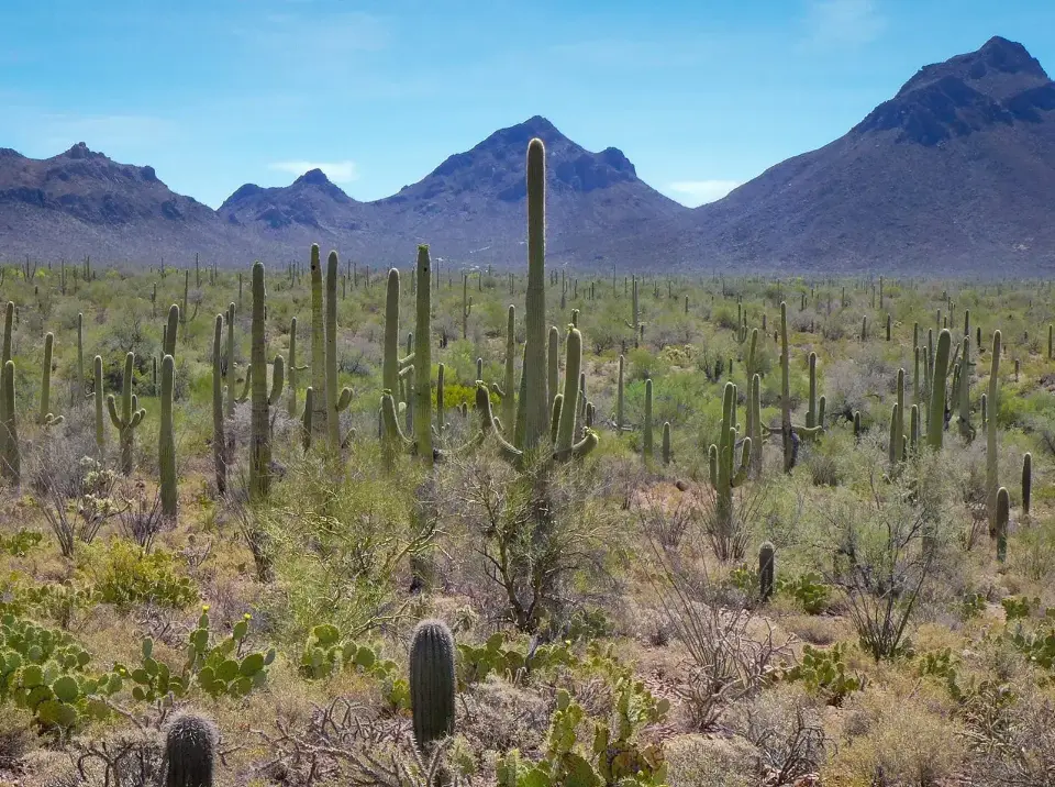 Sonoran Desert