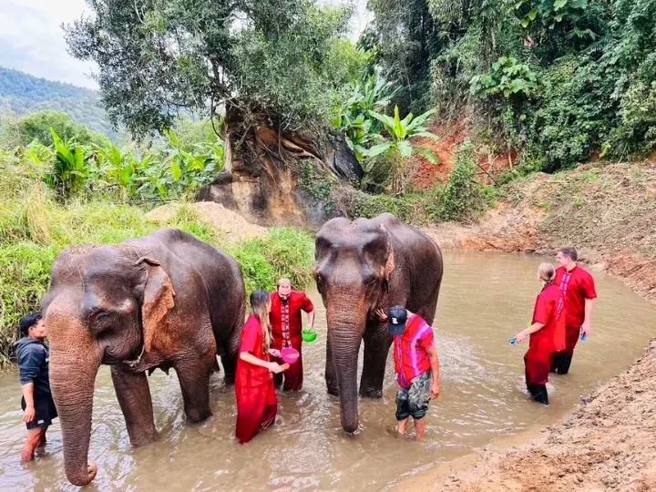 Authentic Encounter: Half-day Excursion to Elephant Rescue Park