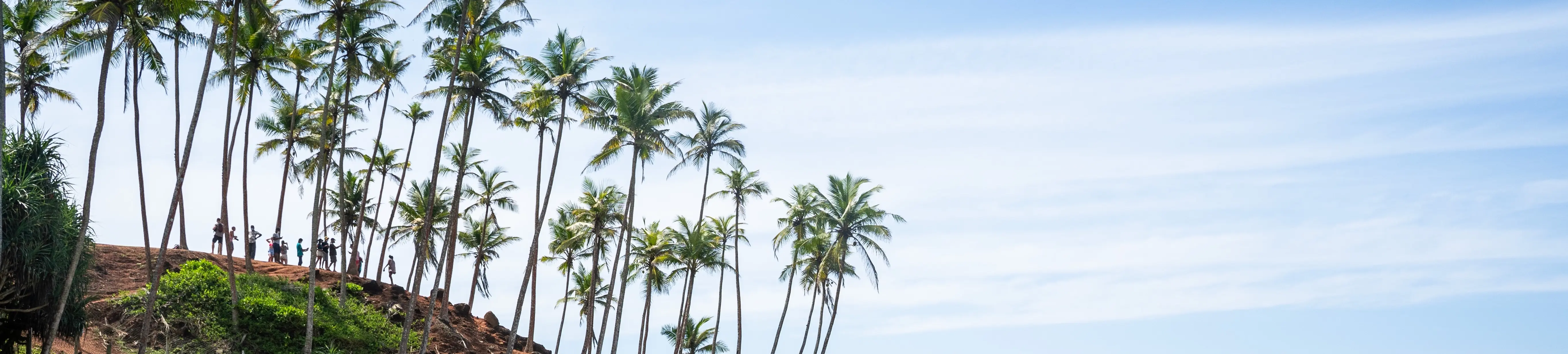 Coconut Tree Hill