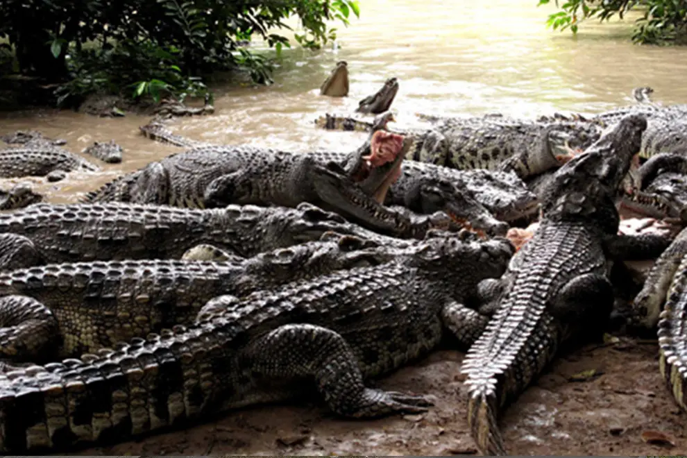 Crocodile Farm
