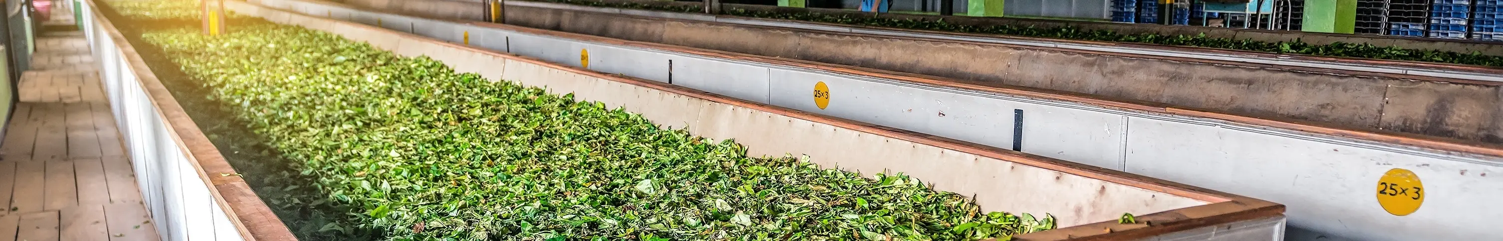 Tea Factory Visit