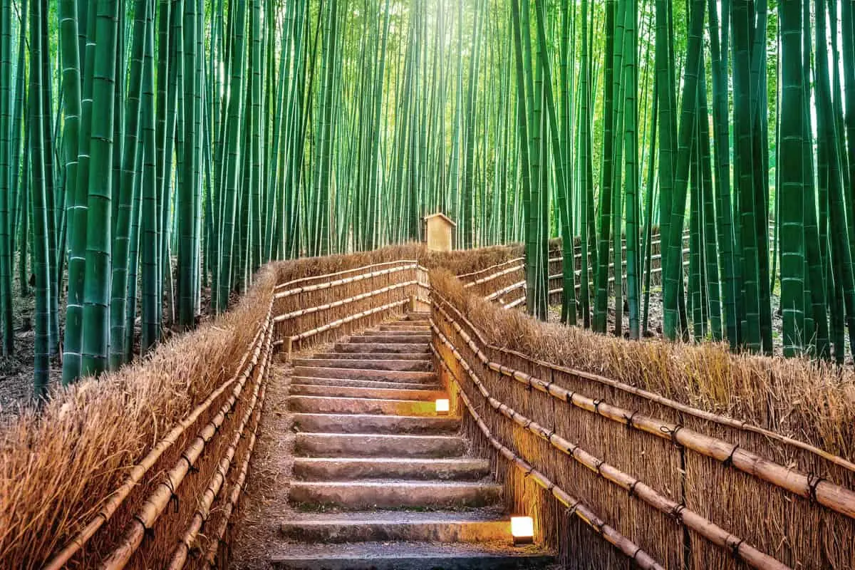 Arashiyama Bamboo Grove