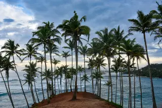 Coconut Tree Hill