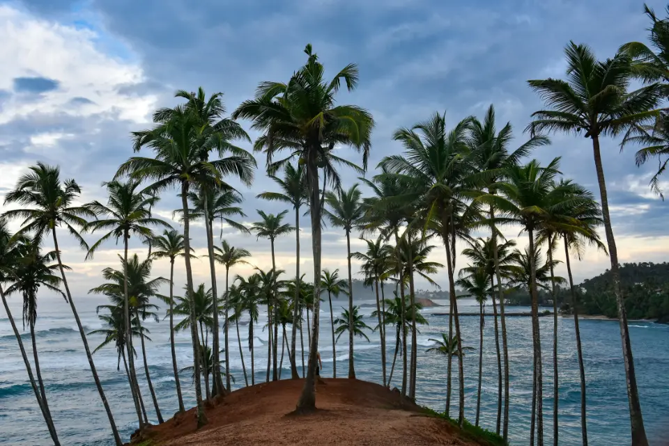 Coconut Tree Hill
