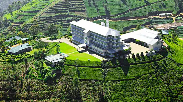 Tea Factory Visit