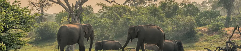Yala National Park