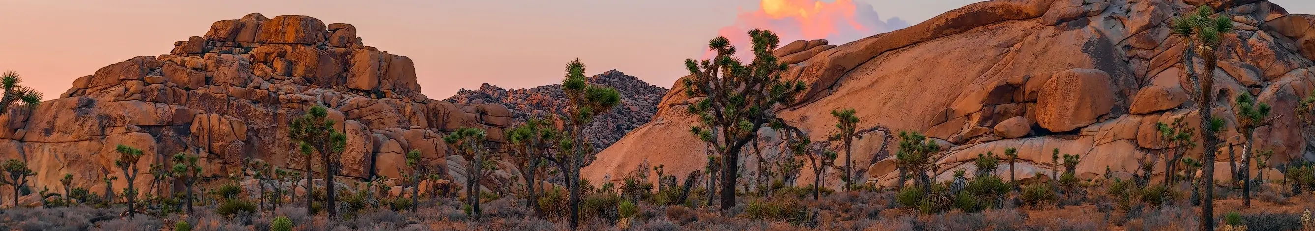 Mojave Desert