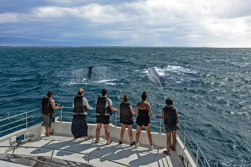Day 12: Mirissa, Dolphin & Whale Watching Trip, Mirissa