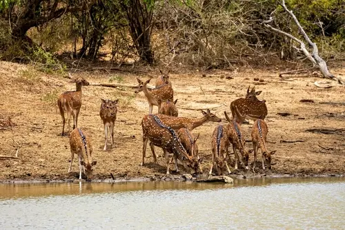 Day 13: Udawalawe, Yala
