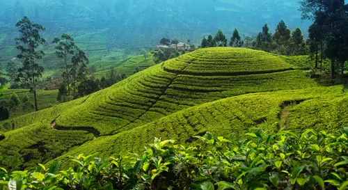 Day 6: Nuwara Eliya, Horton Plains Trek & Jeep Safari, Nuwara Eliya