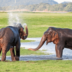 visit Sri Lanka