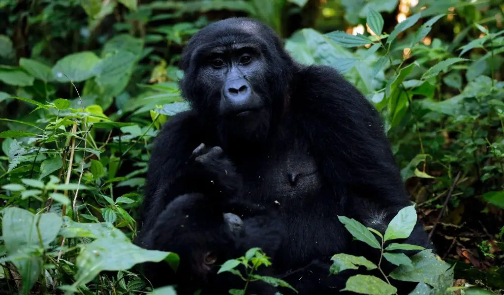 Image of Gorilla in the rainforests of Uganada.