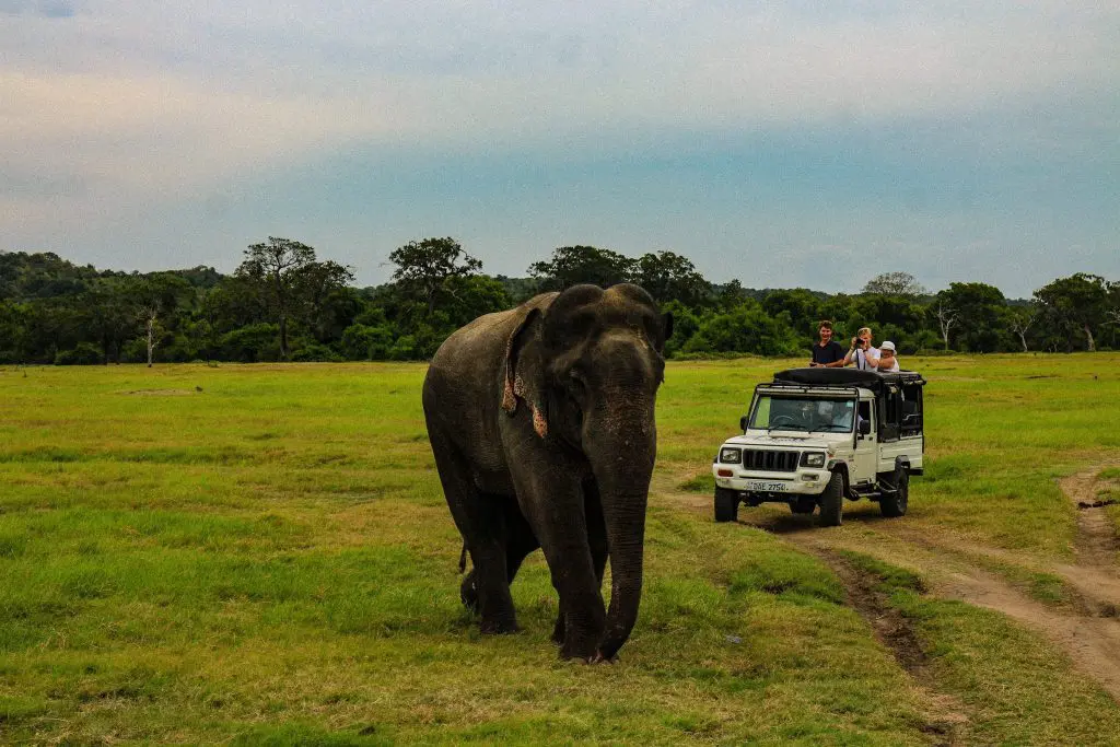 people on the jeep taking photograph of the eleohant in Minneriya National Park