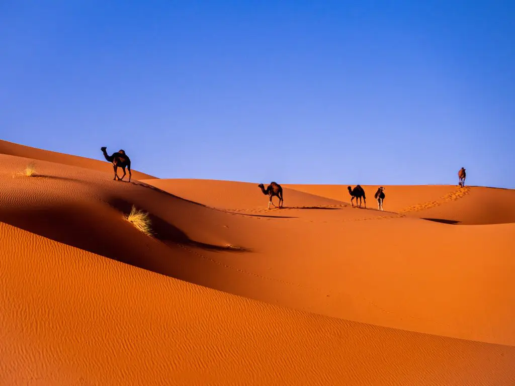 Camel riding in the Sahara Desert