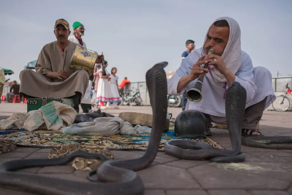 Snake charmer in Jemaa el-Fna square in Marrakesh, Morocco