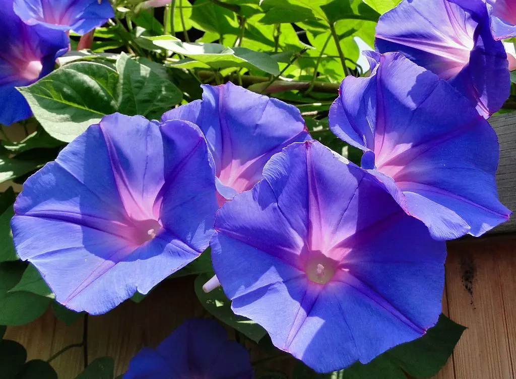 Asagao, also known as Morning Glory, is a charming and delicate flowering plant that holds a special place in Japanese culture.