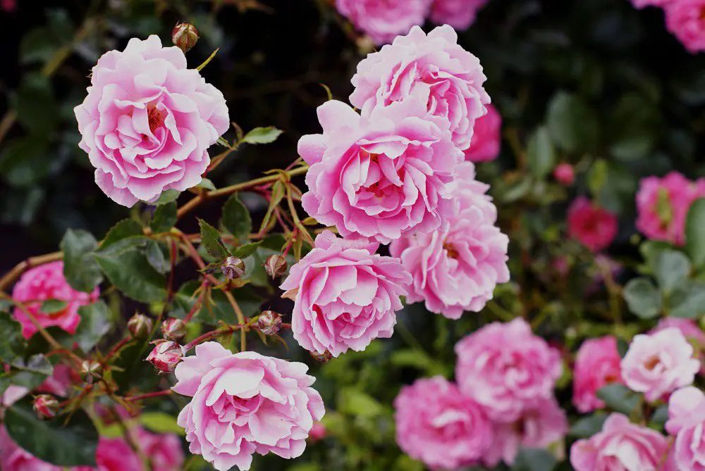 Bara, known as "Roses", are one of the most beloved flowers in the world, known for their sweet fragrance, stunning beauty, and cultural significance. In Japan