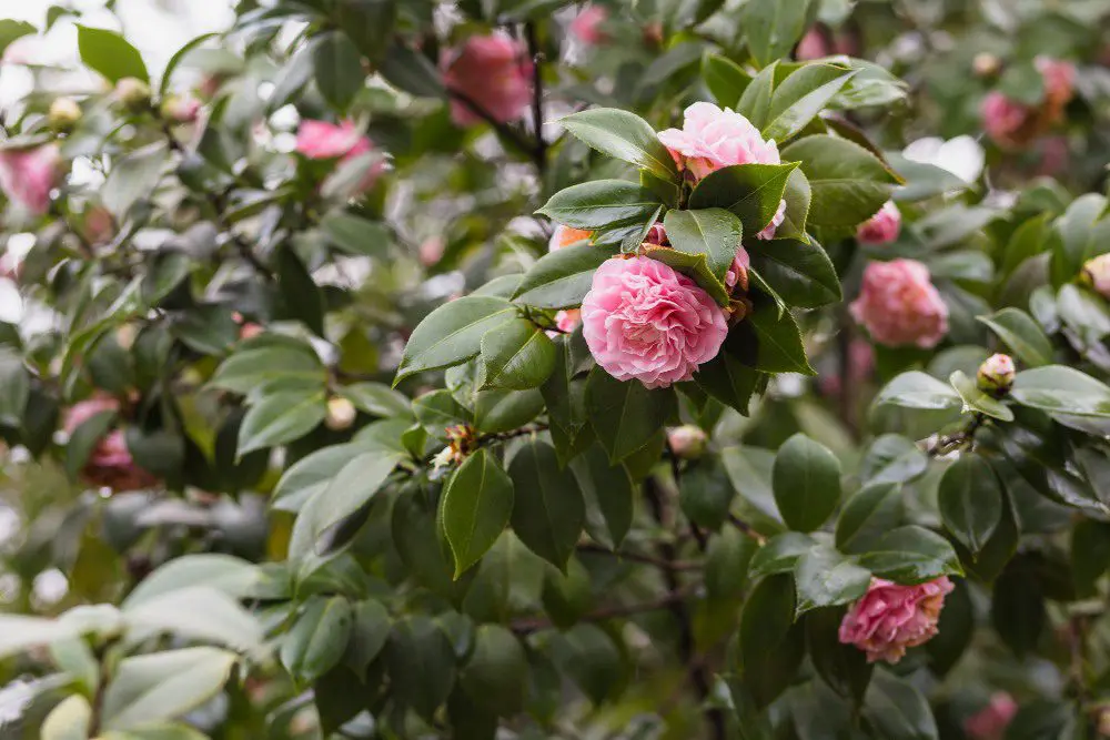 Botan, or peonies, are beloved flowers in Japan, with a long history of cultivation and appreciation.