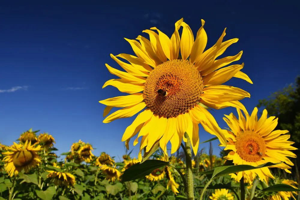 Himawari, or sunflowers, are a bright and cheery symbol of summer in Japan.