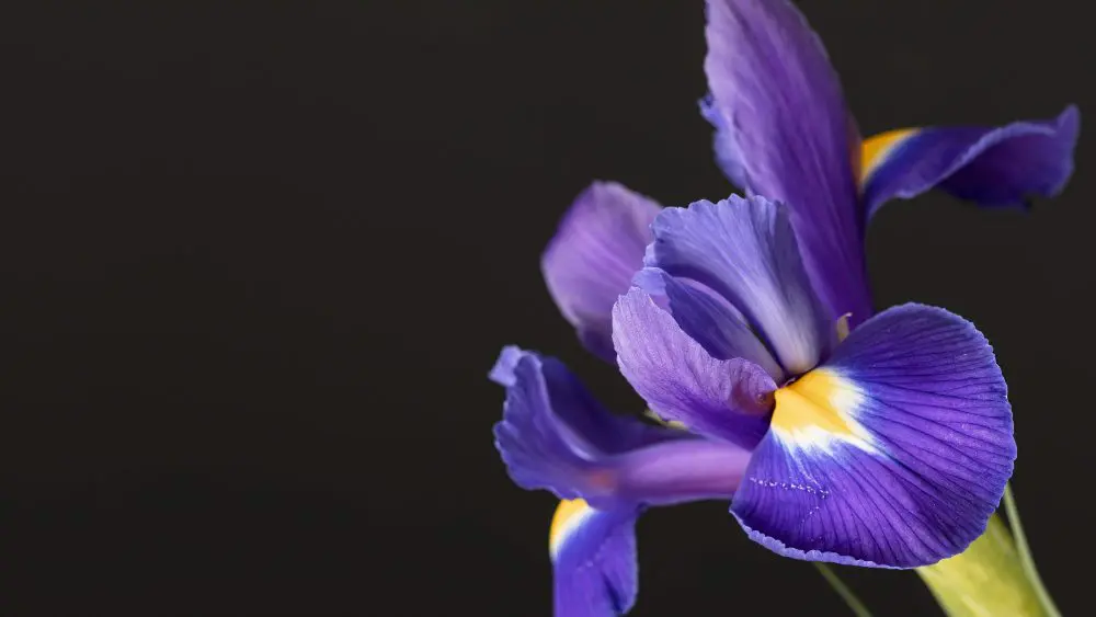 Iris, also known as Ayame or Shobu in Japan, is a beautiful and elegant flower that has been appreciated for centuries.