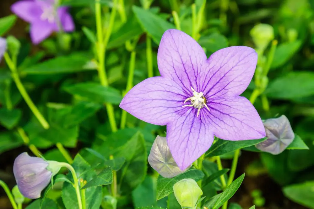 In Japan, Sumire, or violet, is a charming and delicate flower that is cherished for its dainty beauty and sweet fragrance.