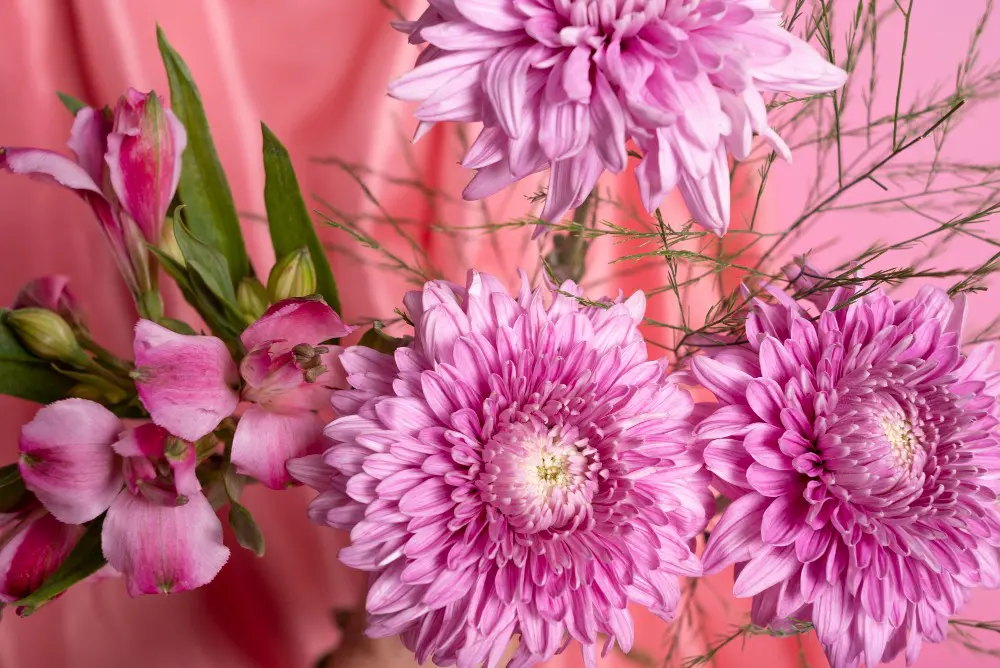 Kiku, or chrysanthemum, is a beautiful and iconic flower in Japan.