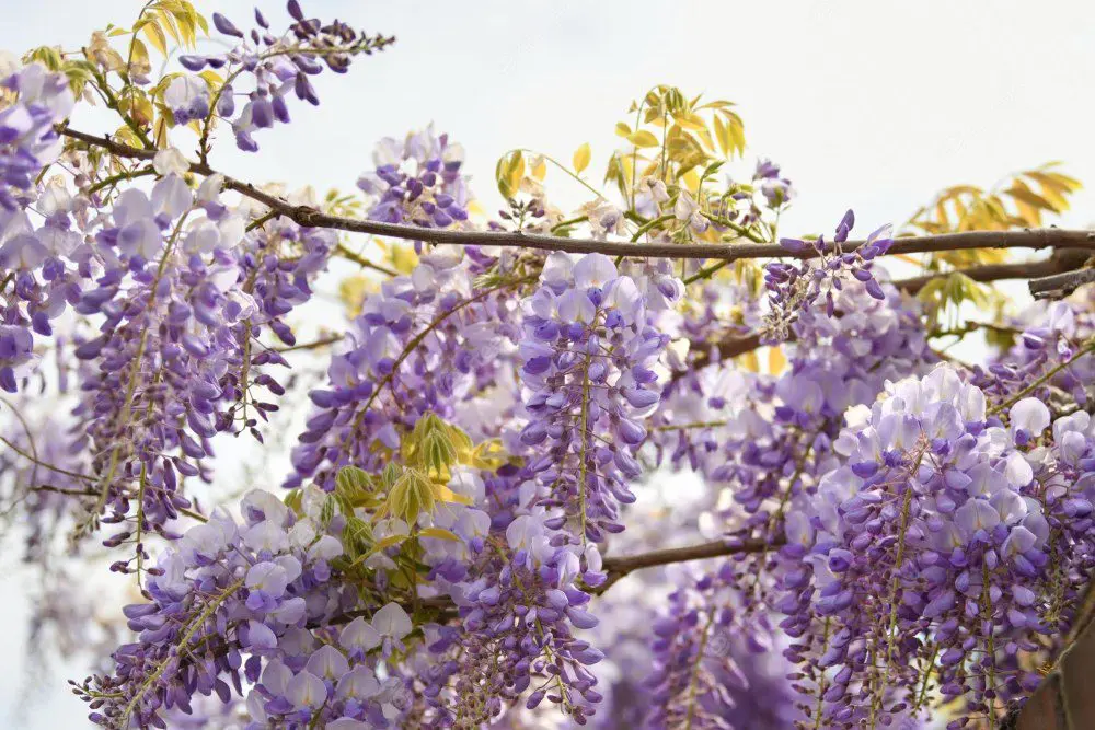The Fuji, or wisteria, is a beautiful flower with long, hanging clusters of purple, white, or pink blooms.