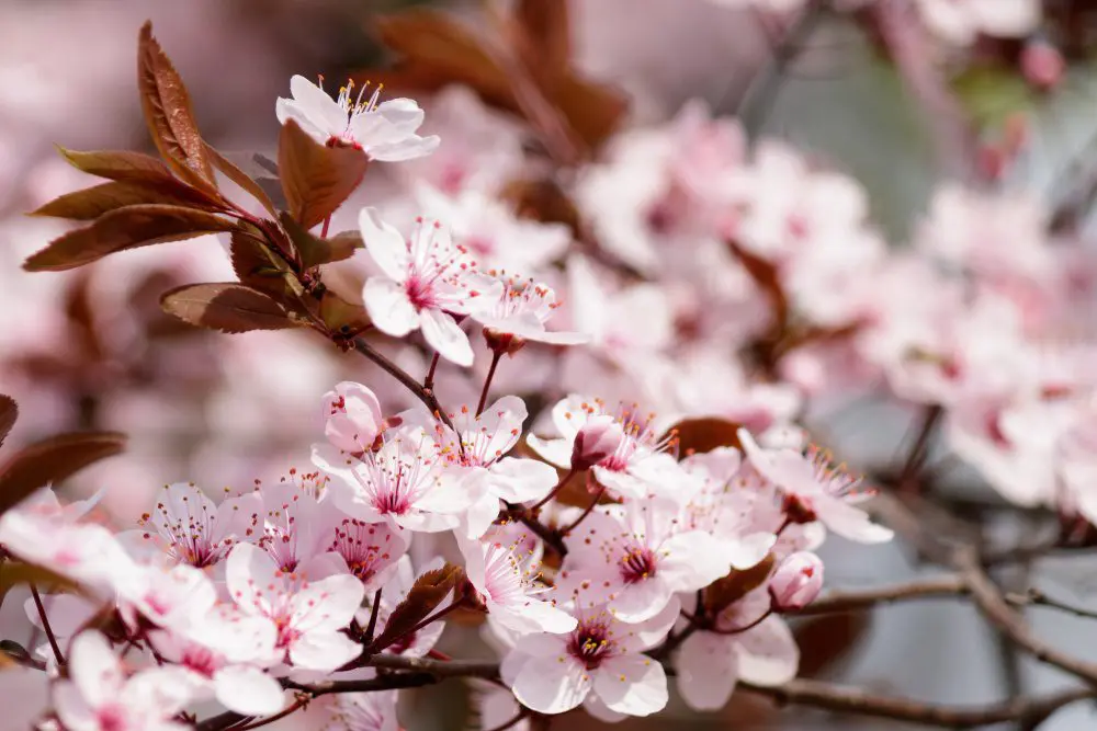 The Sakura, or cherry blossom, is perhaps the most famous of all the Japanese flowers.