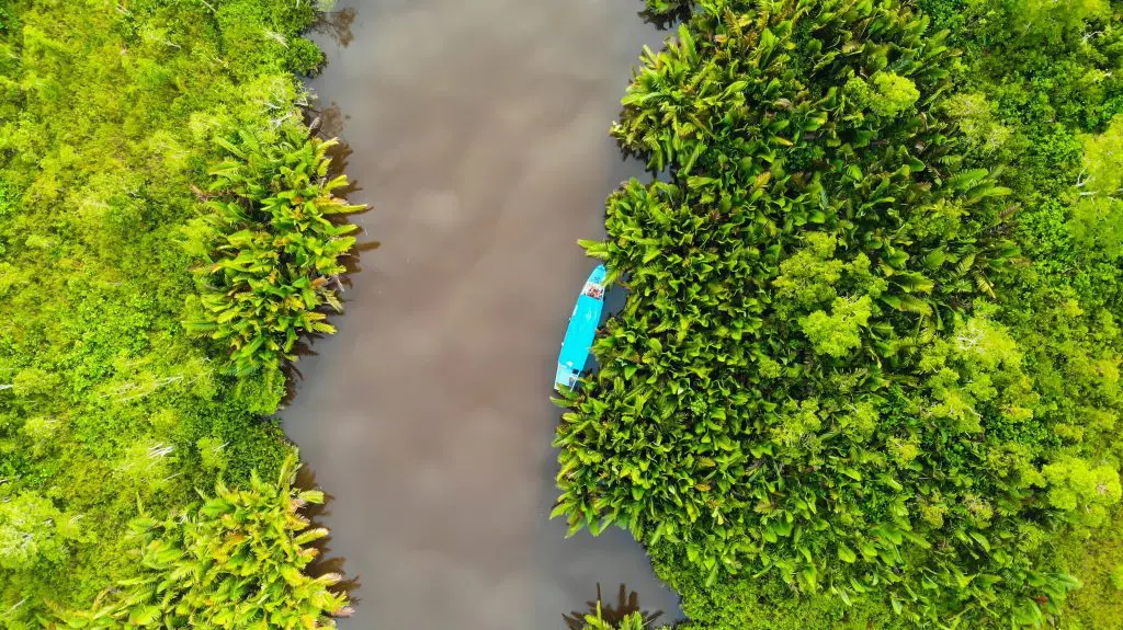 Borneo Jungle