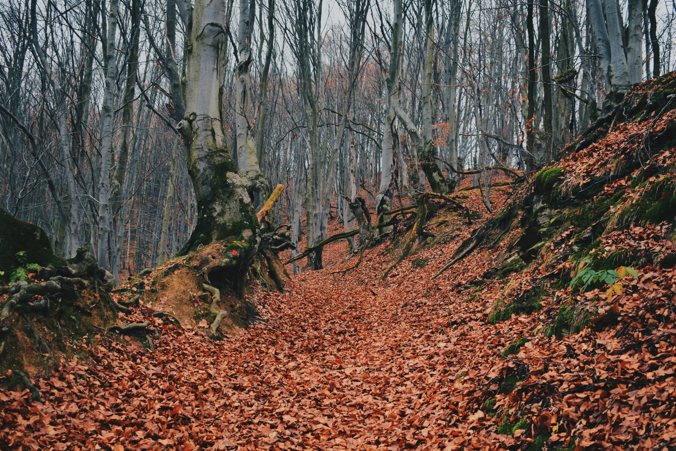 5 Reasons Why You Should Take a Trip to Transylvania This Fall