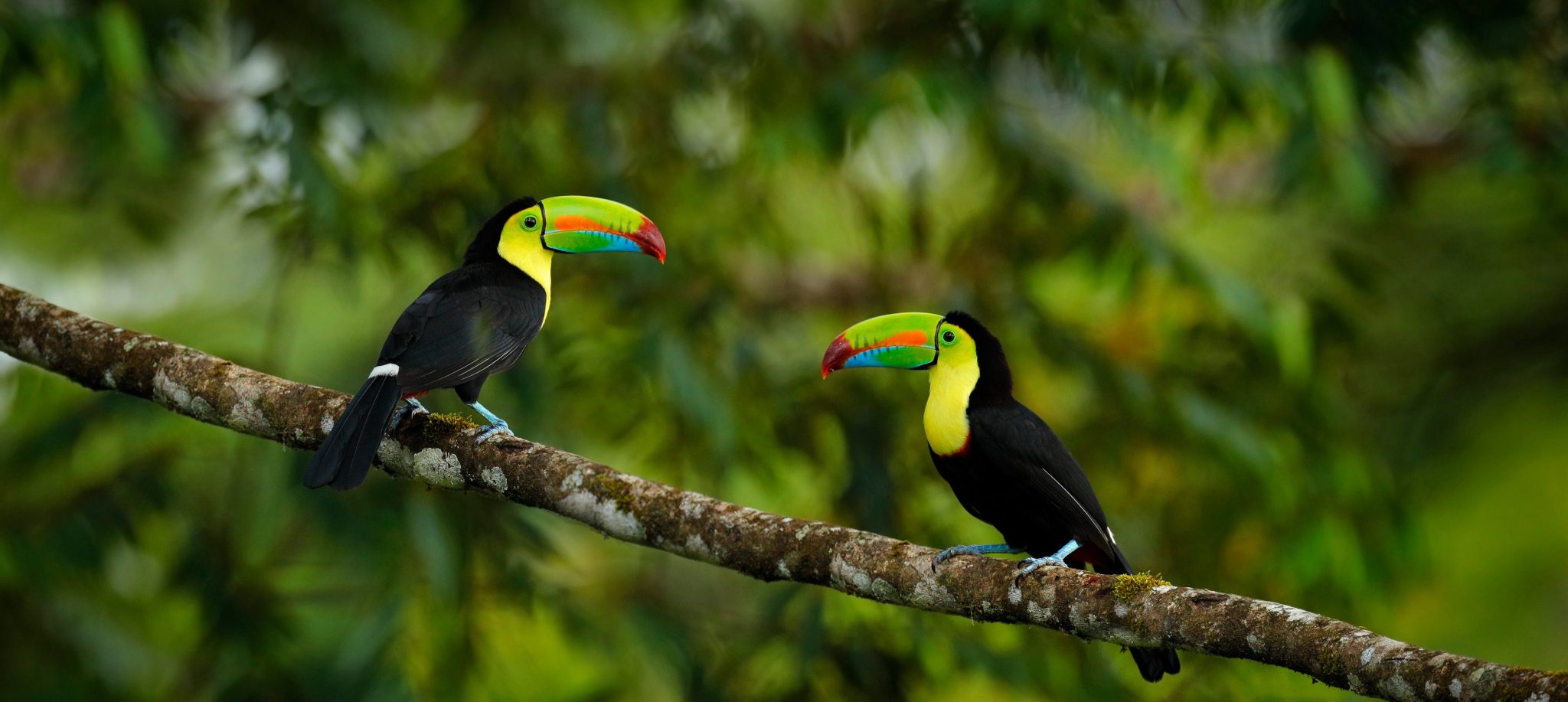 Top 8 Animals to Spot in Costa Rica