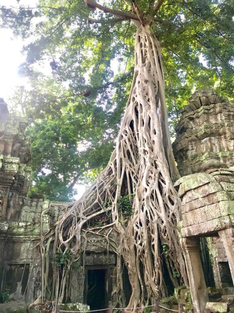 Angkor Wat old tree