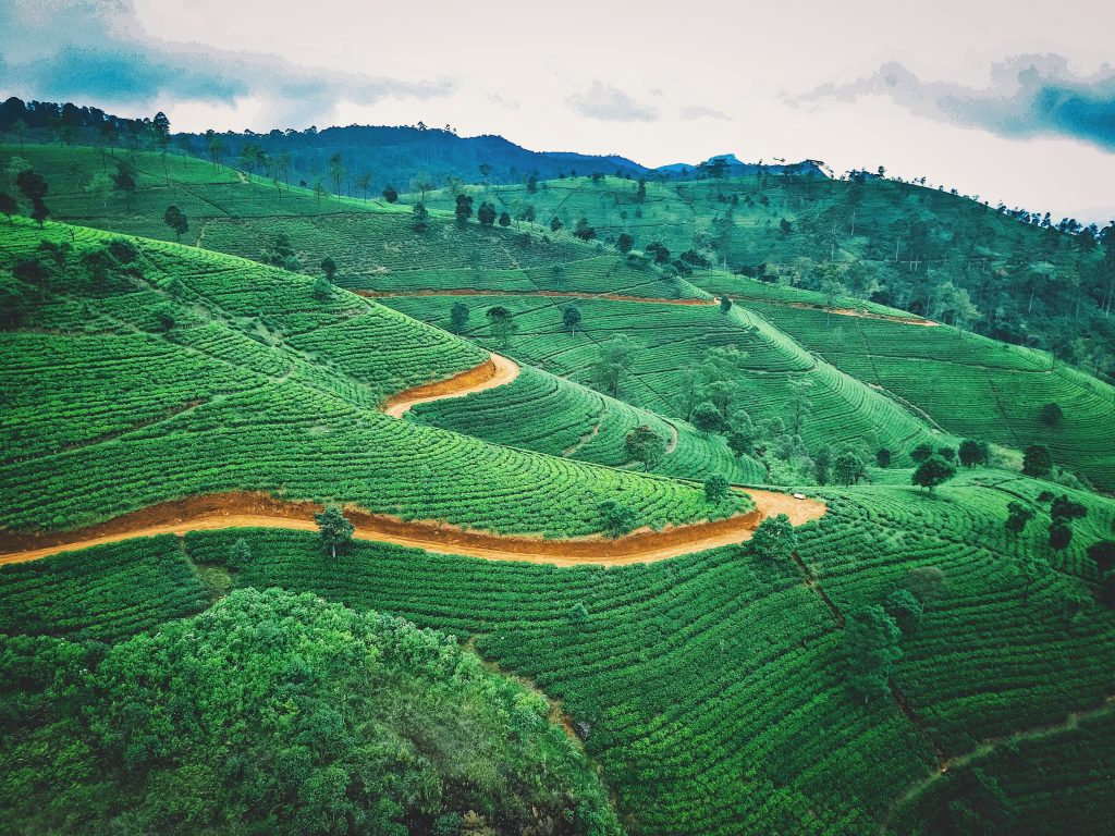 Take a tour of the famous tea plantations 