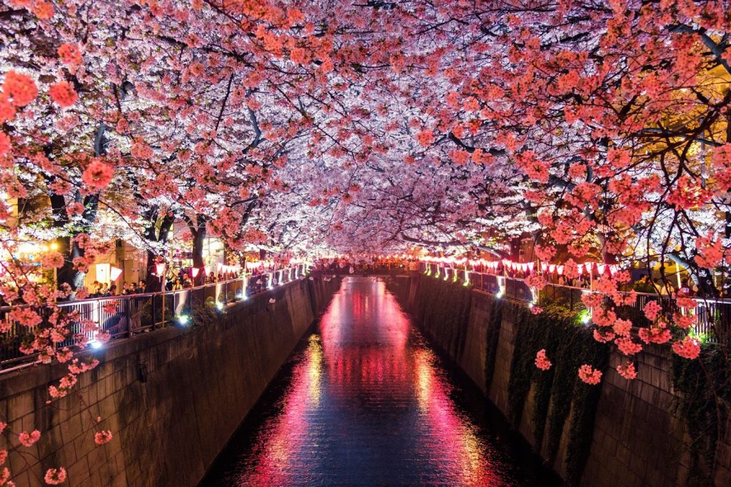 Japan’s iconic cherry blossom season in Spring