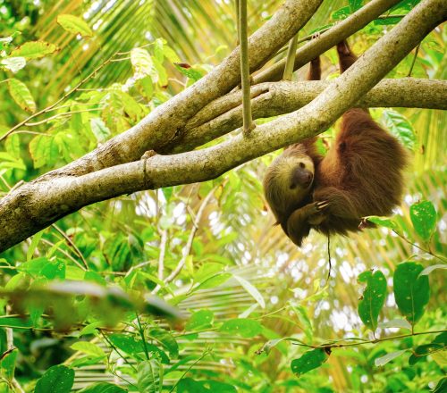 Short Guide to Costa Rica’s Sloths