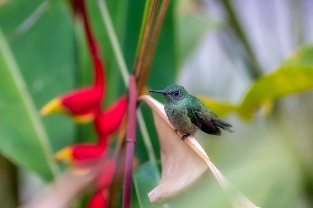 Hummingbird in the Amazon