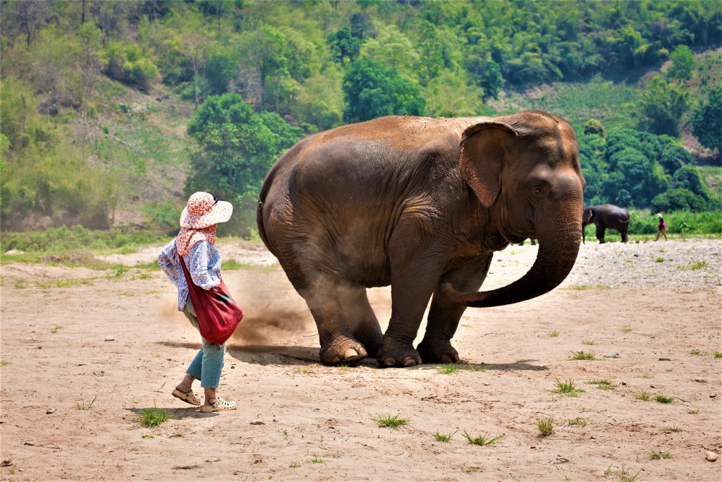 visit Elephant EcoValley