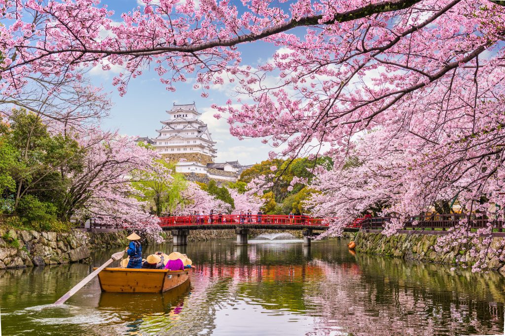 Fancy seeing Japan's iconic cherry blossoms?