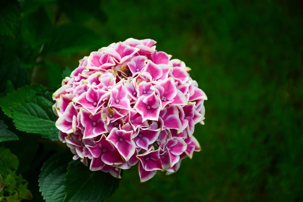 Ajisai, or hydrangea, is a popular flower in Japan that is known for its large, colorful clusters of blooms.