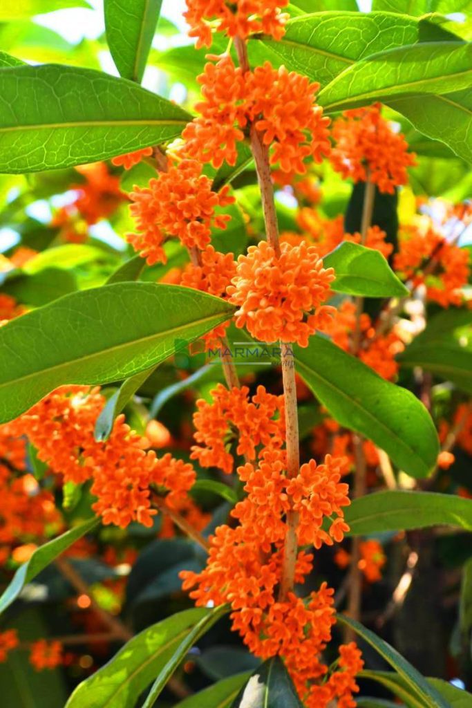 Kinmokusei, or Orange Osmanthus, is a fragrant and colorful flowering plant that is highly valued in Japan