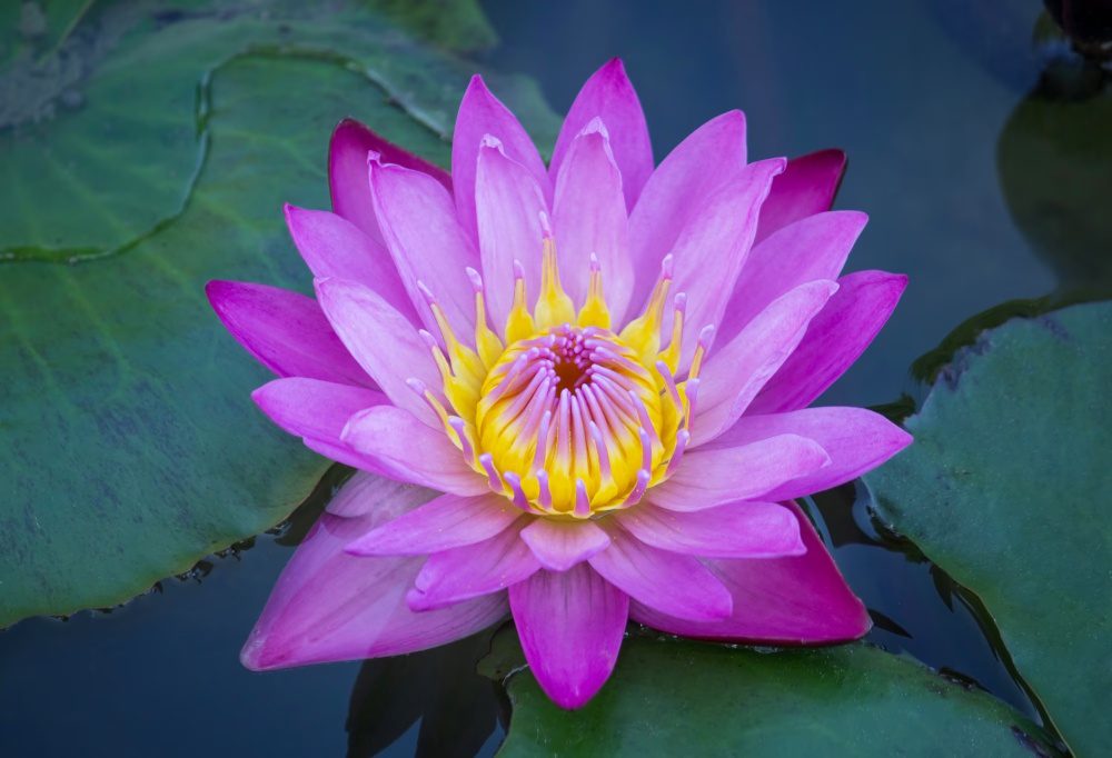 The lotus flower, known in Japanese as "hasu," is a sacred and iconic flower in Japan.