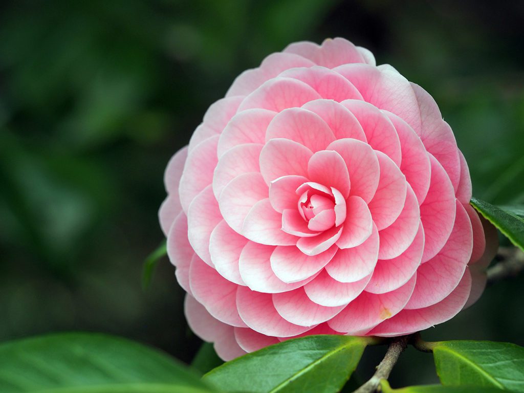 Tsubaki, or Camellia, is a popular flower in Japan that blooms in late winter to early spring.