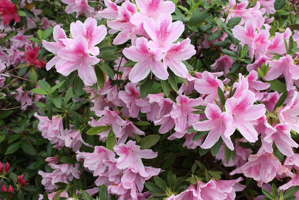 Azaleas, known as "Tsutsuji" in Japanese, are one of the most popular spring flowers in Japan.