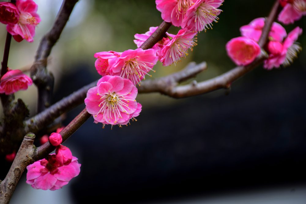 The Ume, or plum blossom, is the first flower to bloom in Japan, usually in late February or early March.